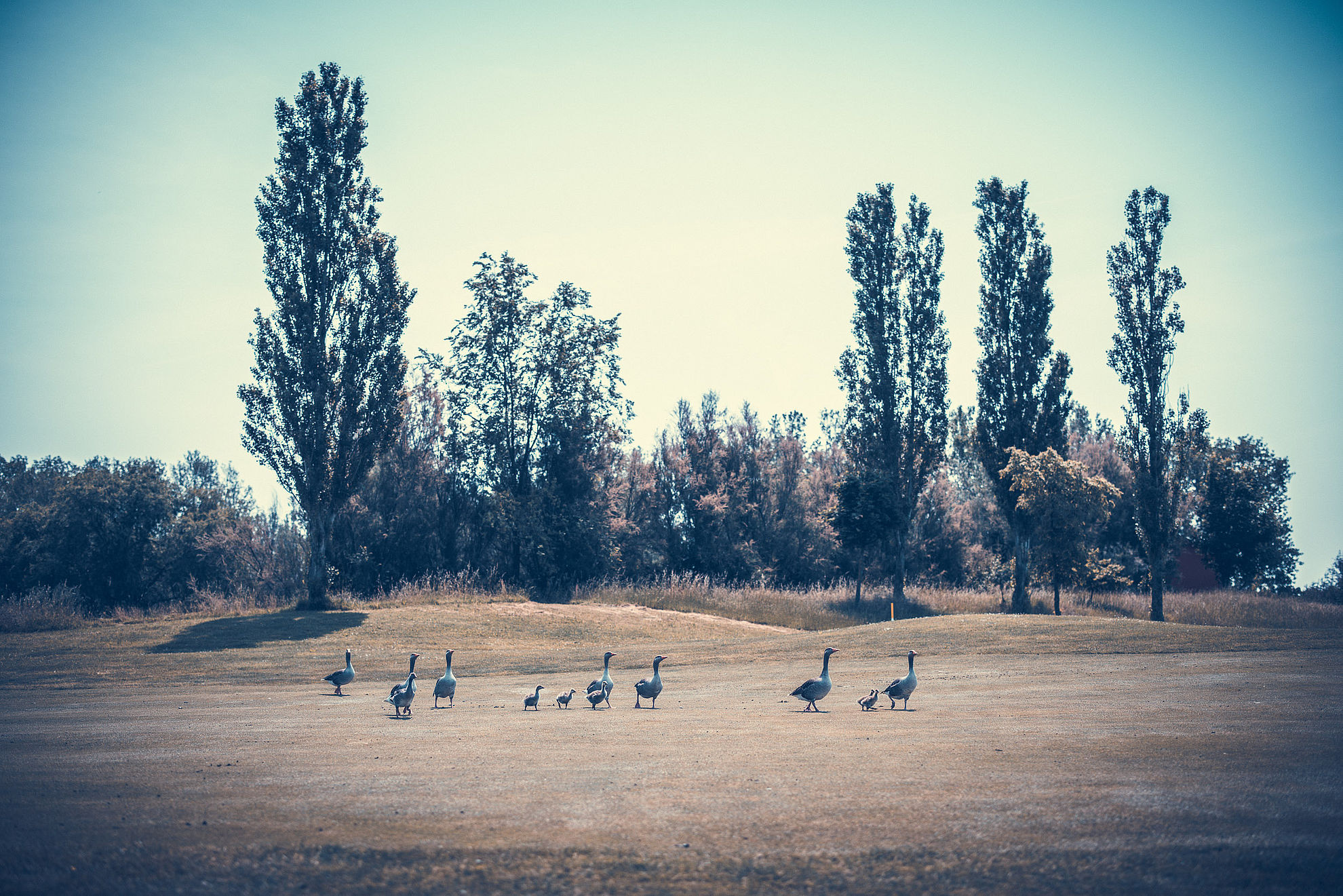 Geese with trees in background